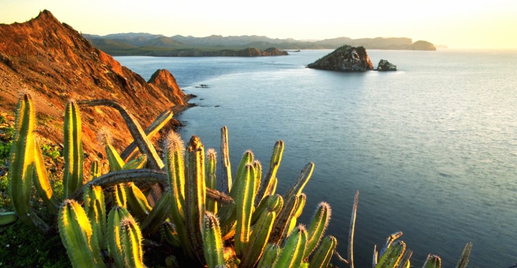 senita-cacti-growing-on-isla-datil-sonora-via-history-com