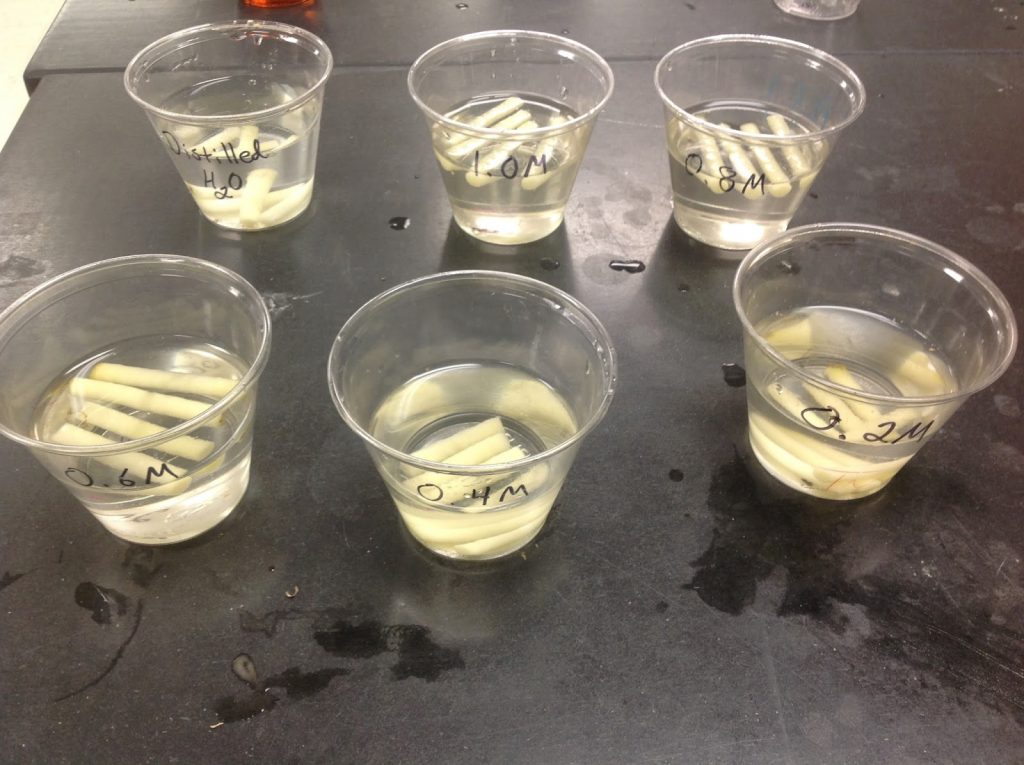 土豆扩散渗透实验室：丹尼尔的AP生物博客