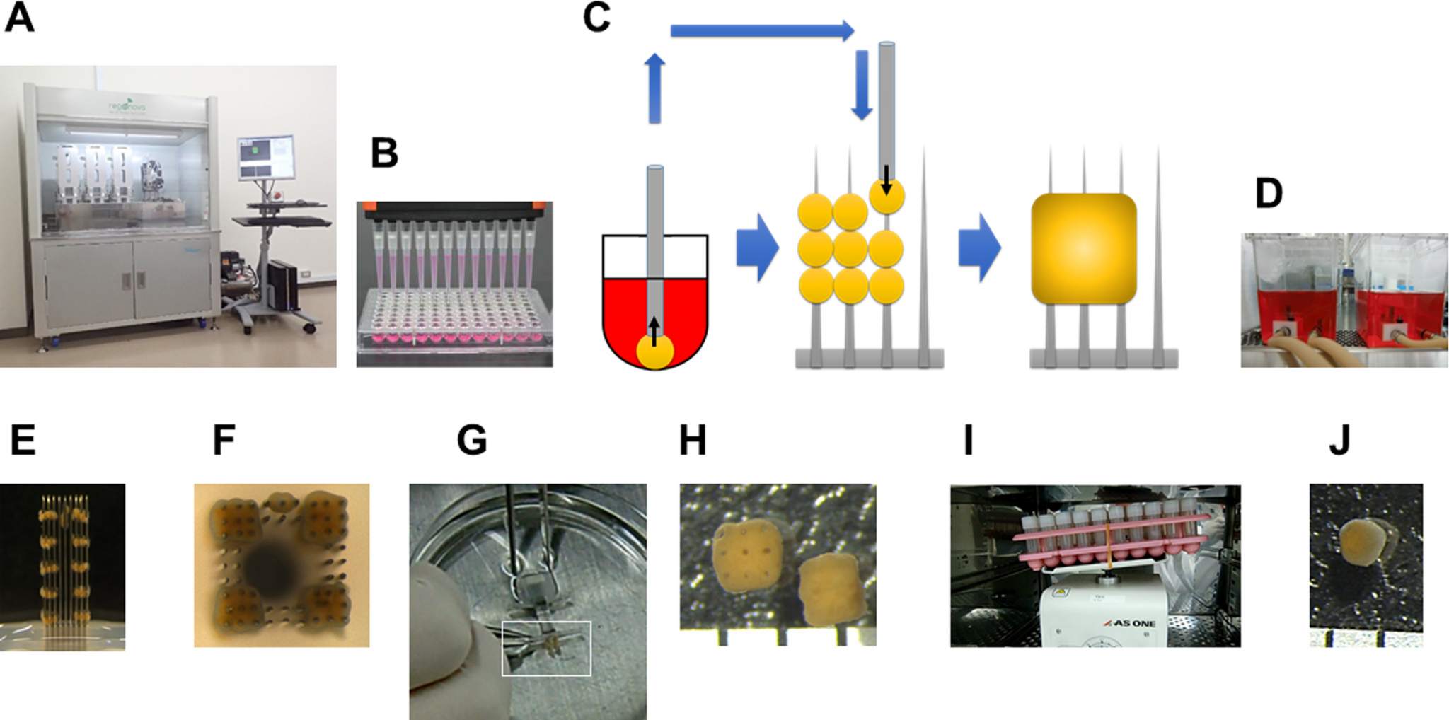 Figure 1 from the paper shows the 3D printing method which uses skewers (C) as supporting structure which are later removed. Image via Biochemistry and Biophysics Reports.