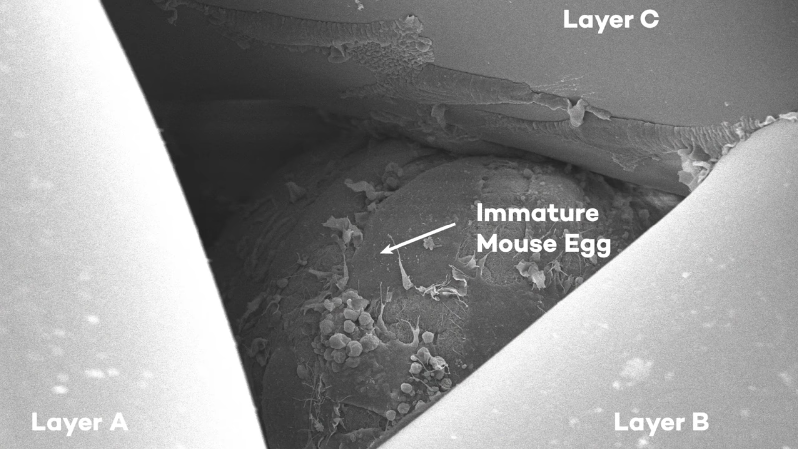 The mouse egg within layers of the gelatin scaffold. Image via Northwestern University.