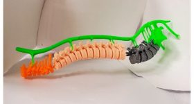 3D打印脊髓学习辅助工具。图像通过MyMiniFactory。