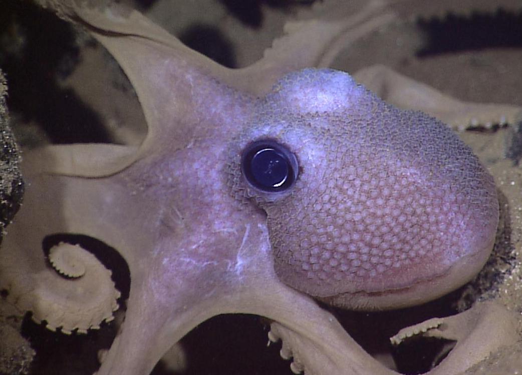 罗格斯大学的研究小组基于在几种头足类动物身上发现的变色细胞，研究了这种新型水凝胶。图片来源:NOAA Okeanos Explorer项目。