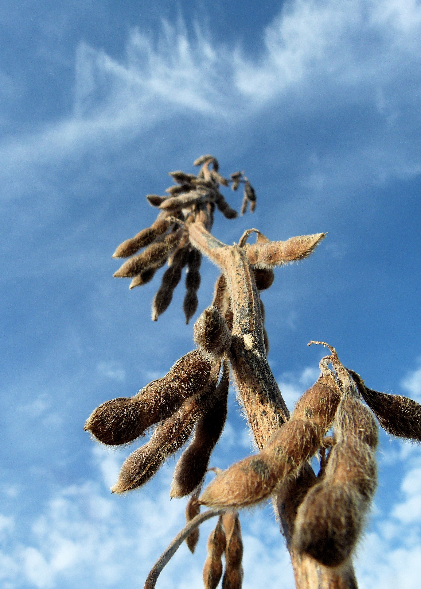 Soy hulls are a by-product of soybean production. Image by Daina Krumins.