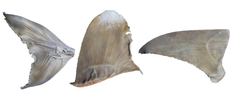 Replica shark fins after painting (Bowmouth Guitarfish (Rhina ancylostoma) caudal fin, Oceanic Whitetip Carcharhinus longimanus dorsal fin, and Great Hammerhead Sphyrna mokarran pectoral fin). Image via TRAFFIC.