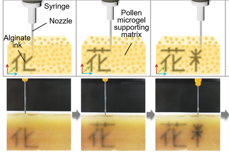 研究人员基于花粉的打印方法示意图。