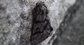 A moth camouflaged against a cliff face.