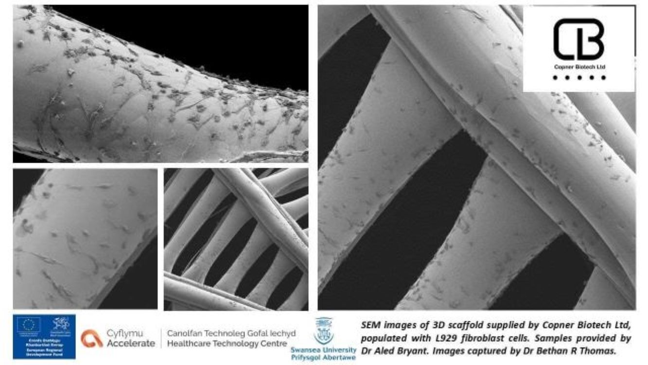 由Copner Biotech提供的3D支架的SEM图像，该图像由L929成纤维细胞细胞填充。由Alex Bryant博士提供的样品。通过Bethan R Thomas/Copner Biotech博士的图像。