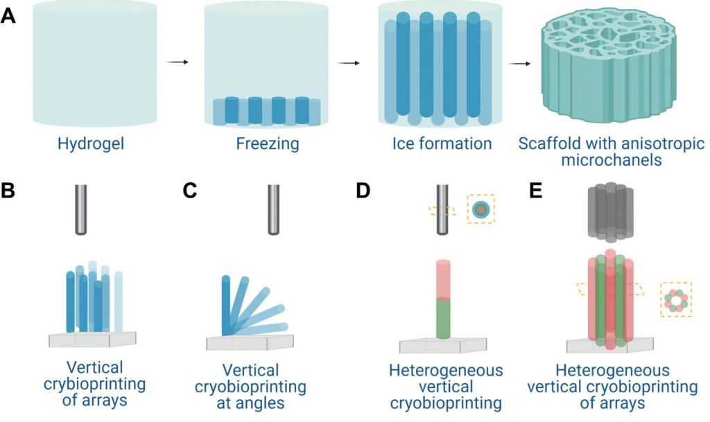 研究人员的“冷冻生物形成”技术。