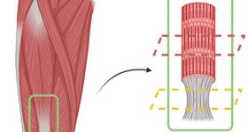 A diagram of the team's 3D bioprinted muscle-tendon structure.