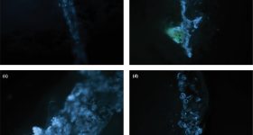 在3D打印之前生长了Zinnia植物细胞的微观图像。通过麻省理工学院的图像。