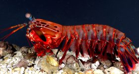 螳螂虾。通过加利福尼亚大学伯克利分校的Roy L. Caldwell的照片。